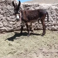 الاغ نر 2ساله