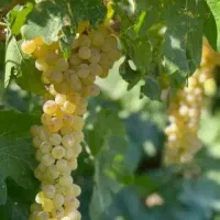 باغ ویلا مرزیجران چهاردیواری  مثل طلا ارزش دار