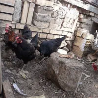 مرغ و خروس گلین