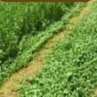 بذر یونجه محلی بمی اصلاح سس گیری شده|خدمات باغبانی و درختکاری|رودبار (کرمان), |دیوار