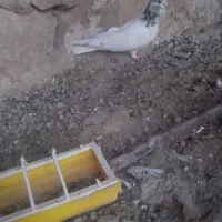 یک عدد کله ای