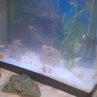 اکوارایم 50 در 29 در 40