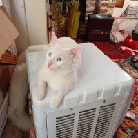 گربه پرشین آنکارا نر