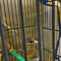 جوجه سهره قناری نر سرخ|پرنده|بروجرد, |دیوار