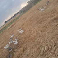 غاز