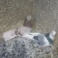 ۷طوق کبوتر|پرنده|شاهرود, |دیوار