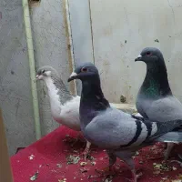 کفتر پلاکی و چادری اصل|پرنده|تهران, یاخجی آباد|دیوار