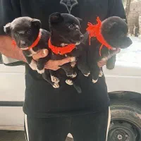 توله قدریجونی