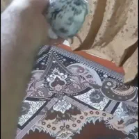 کبوتر|پرنده|مسجد سلیمان, |دیوار