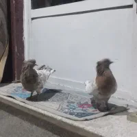 کله هفت رنگ جوان کرباتی زرد و سیاه معاوضه ایی|پرنده|مشهد, چهاربرج|دیوار