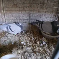 کبوتر مسافتی پلاکی