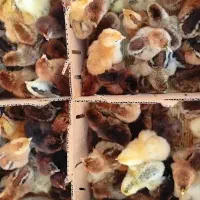 گلپایگانی جوجه اصلاح شده