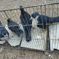 جفت کفتر|پرنده|زرند, |دیوار