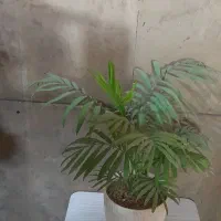 نخل شامودورا