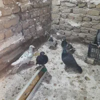 کفتر|پرنده|مشهد, شیرحصار|دیوار