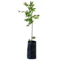 فروش نهال زرشک و عناب