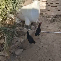 خروس وماکیان فروشی|حیوانات مزرعه|سراوان, |دیوار