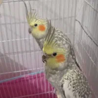 یک جفت عروس هلندی باتخم|پرنده|مهریز, |دیوار