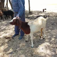 بز1یک ساله