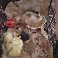 جوجه