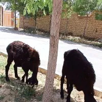 بره نر قندوزی