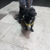 سگ خانگی|سگ|کرج, کوی امامیه|دیوار