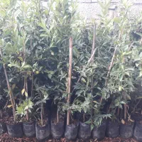 نهال لیموترش لایم کوات قیمت ۳۹۰۰۰۰|خدمات باغبانی و درختکاری|ارطه, |دیوار