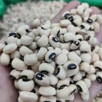 لوبیا
