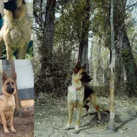 ماده ژرمن فروشی فوری قیمت چهار رو نیم