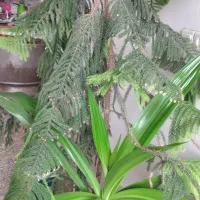یک گلدون سانسوری سبز یک گاج مطبق واشنگتن ملکه