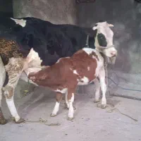 گاو گوساله ماده|حیوانات مزرعه|الیگودرز, |دیوار