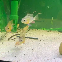 اکواریم ماهی دیسکس فیلتر سطلی|ماهی|اصفهان, شهرک میلاد|دیوار