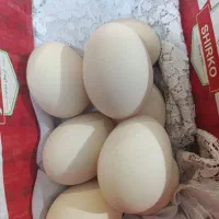 فروش تخم مرغ لاری