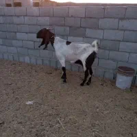 بز جوان پاکستان اصل
