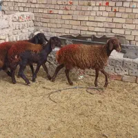 بره ماده افشار