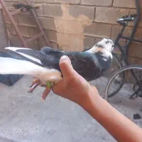 کبوتر|پرنده|باغ ملک, |دیوار