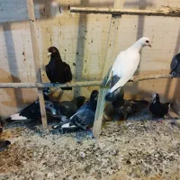 کبوتر|پرنده|یزد, |دیوار