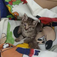بچه گربه