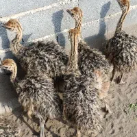 جوجه شترمرغ|حیوانات مزرعه|لاهیجان, طالقانی|دیوار