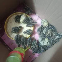 جوجه بلدرچین
