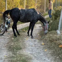 اسب مادیان وکره نر