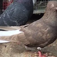 قهوه دم سفید|پرنده|میان جلگه, |دیوار