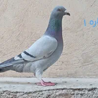 ۳ تا پلاکی نر