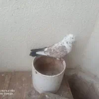 کبوتر تهرانی نر|پرنده|پرند, فاز ۵|دیوار