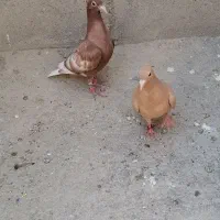 کارل میوملز کاکلی دم سفید عتیقه|پرنده|مه ولات, |دیوار