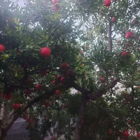 خونه باغ نقلی اول شهرنیریز