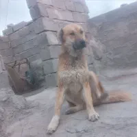 سگ رمه ای|سگ|درمیان, |دیوار