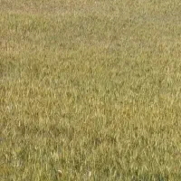 کاه گندم درجه یک ابی