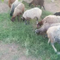شیشک میش بره دار