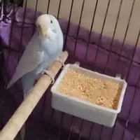 مرغ عشق نر|پرنده|مرودشت, شهرک مهدیه|دیوار